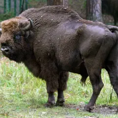 Jakie zwierzę jest symbolem Kampinoskiego Parku Narodowego? Oto odpowiedź